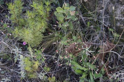 Oxalis tenuifolia, photographed by Tony Rebelo