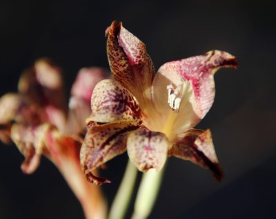 Gladiolus maculatus, photographed by Tony Rebelo