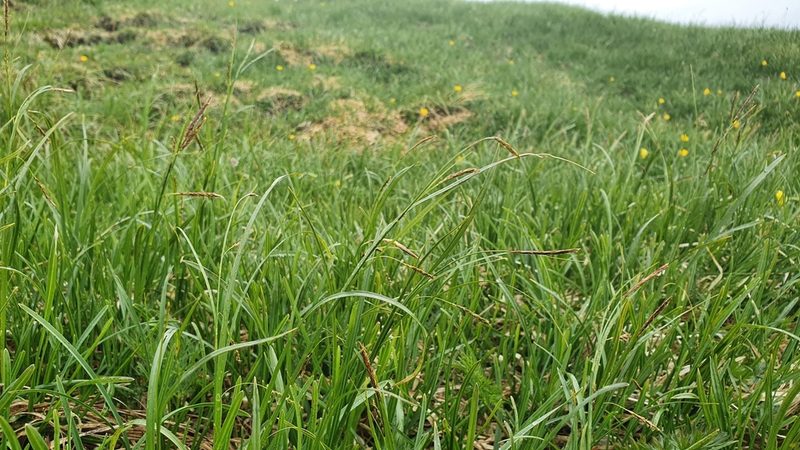 Carex ferruginea, photographed by hecklemore