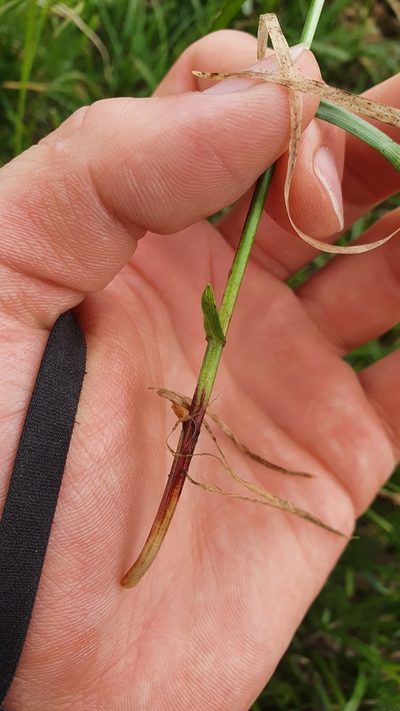 Carex ferruginea, photographed by hecklemore