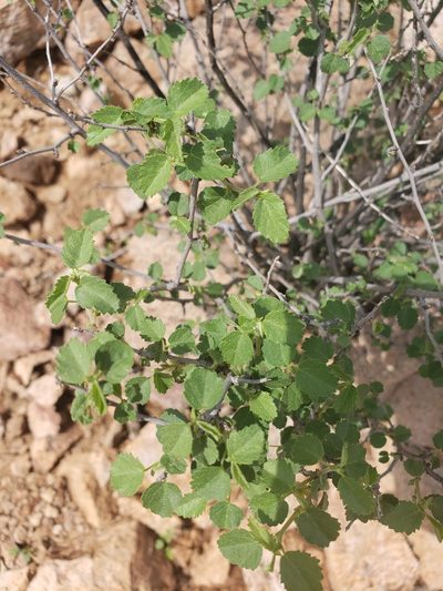 Ayenia microphylla, photographed by Daniel