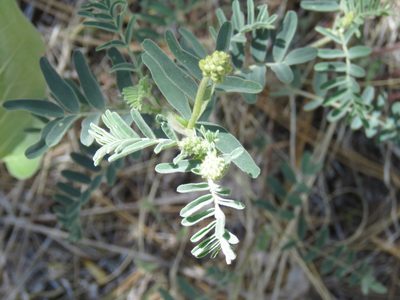 Astragalus collinus, photographed by Erin Springinotic
