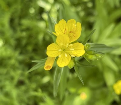 Oenothera perennis, photographed by Barbara Banfield