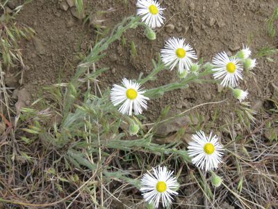 Erigeron pumilus, photographed by Erin Springinotic