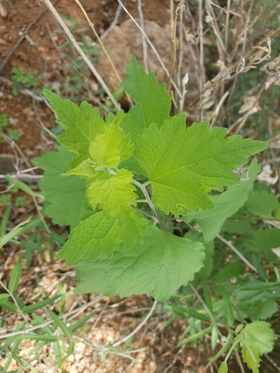 Ambrosia cordifolia, photographed by Daniel