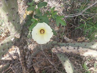 Hibiscus coulteri, photographed by Daniel