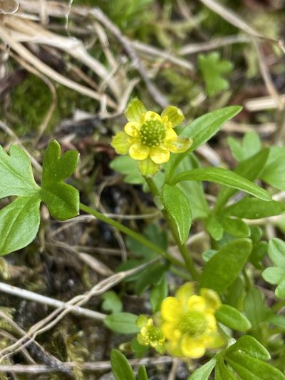 Ranunculus pygmaeus, photographed by Ida B D Jacobsen