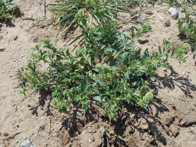 Lepidium austrinum, photographed by Sam Kieschnick