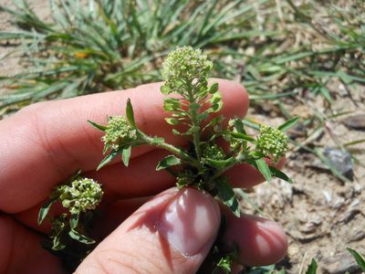 Lepidium austrinum, photographed by Sam Kieschnick