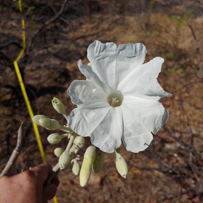 Ipomoea praecana, photographed by Olvin Wilfredo Oyuela