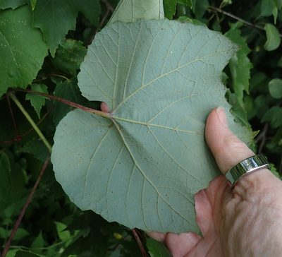 Vitis aestivalis, photographed by CatherineK