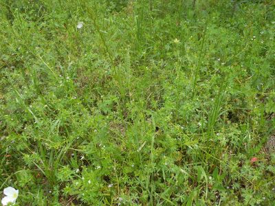 Phalaris caroliniana, photographed by Sam Kieschnick