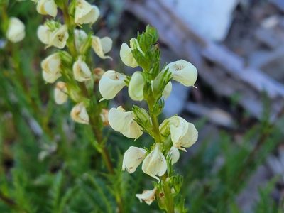 Pedicularis contorta, photographed by Christine Braaten