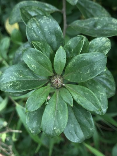 Barnadesia spinosa, photographed by Nicolás Baresch Uribe