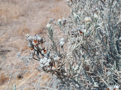 Tetradymia comosa, photographed by Daniel S.