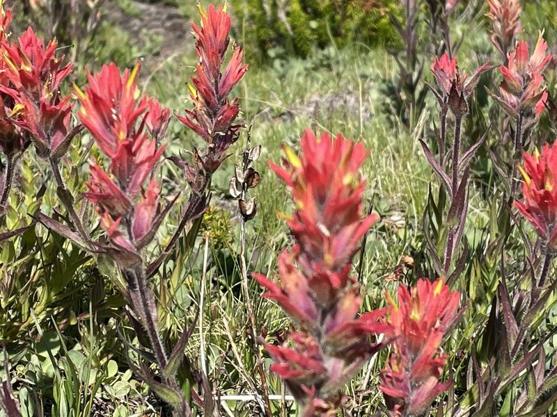 Castilleja peirsonii, photographed by Leah Gardner