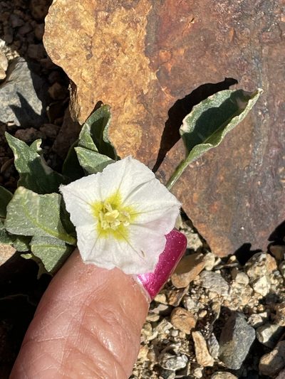 Leucophysalis nana, photographed by Leah Gardner