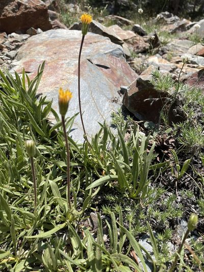 Raillardella scaposa, photographed by Leah Gardner