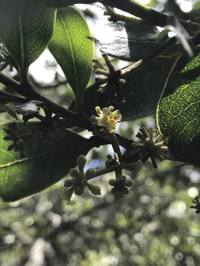 Daphnopsis caracasana, photographed by Nicolás Baresch Uribe
