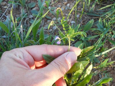 Astragalus leptocarpus, photographed by Sam Kieschnick