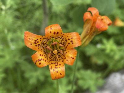 Lilium parvum, photographed by Leah Gardner