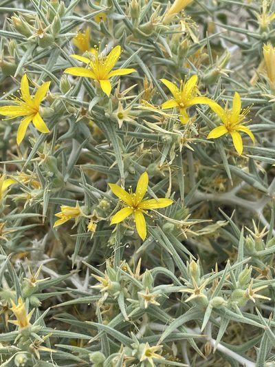 Mentzelia torreyi, photographed by Leah Gardner