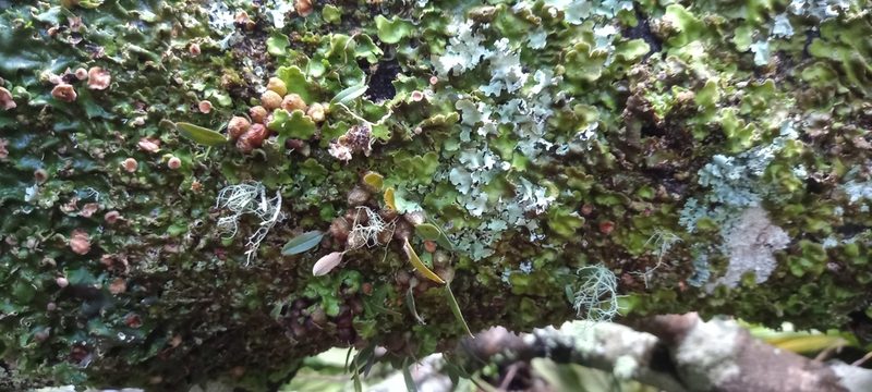 Bulbophyllum tuberculatum, photographed by M Rutherford