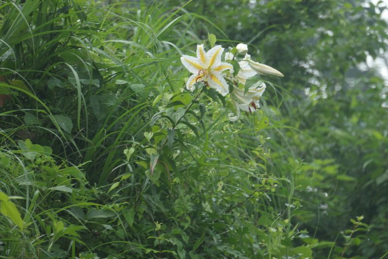 Lilium auratum, photographed by WATANABE Hitoshi 渡辺仁