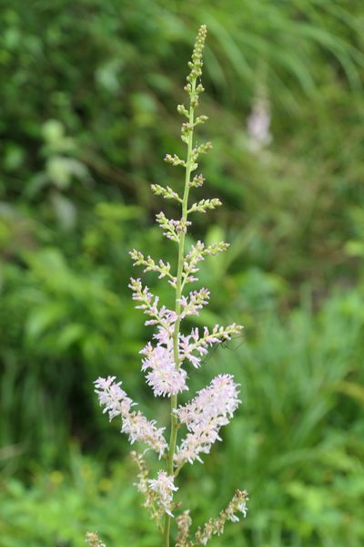 Astilbe microphylla, photographed by WATANABE Hitoshi 渡辺仁