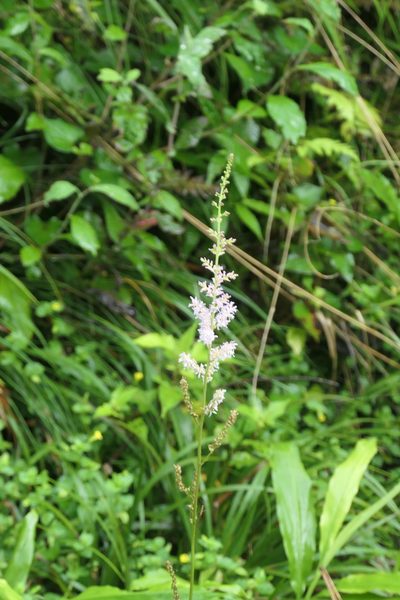 Astilbe microphylla, photographed by WATANABE Hitoshi 渡辺仁