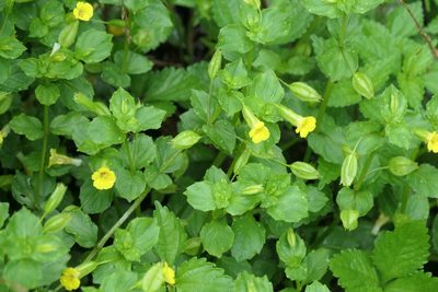 Erythranthe nepalensis, photographed by WATANABE Hitoshi 渡辺仁