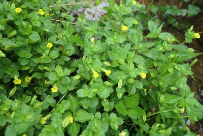 Erythranthe nepalensis, photographed by WATANABE Hitoshi 渡辺仁