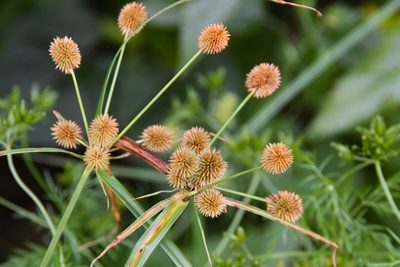 Cyperus echinatus, photographed by Jay Pruett