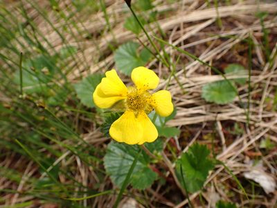 Geum calthifolium, photographed by Matt Muir