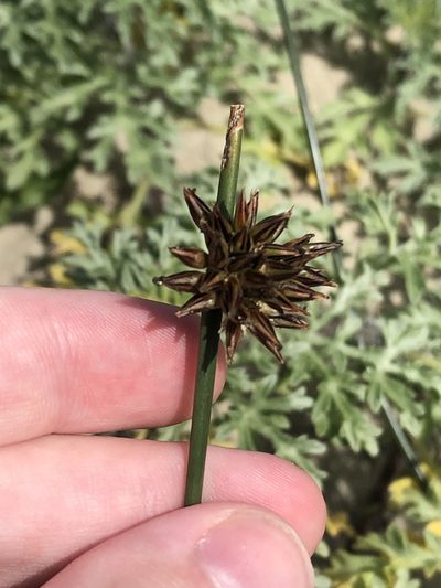 Juncus breweri, photographed by Jared Shorma