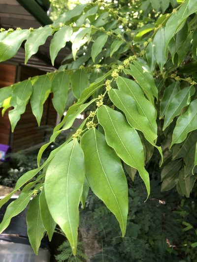 Casearia sylvestris, photographed by Joseph Hubbard