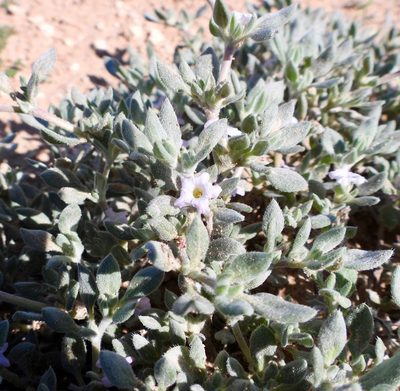 Tiquilia canescens, photographed by Bob Nieman