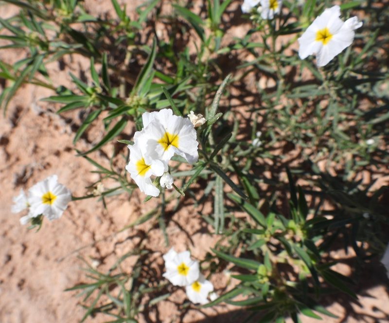 Euploca greggii, photographed by Bob Nieman