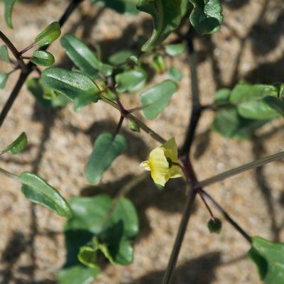 Physalis glabra, photographed by Bill Levine