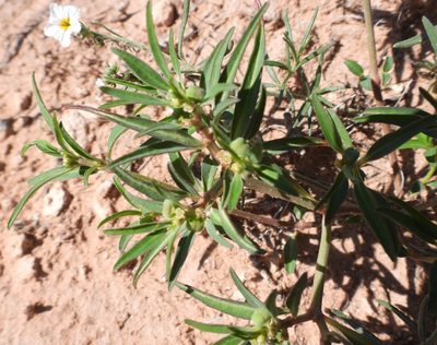 Euphorbia exstipulata, photographed by Bob Nieman