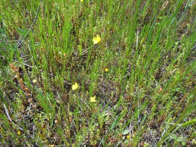 Oenothera linifolia, photographed by Sam Kieschnick
