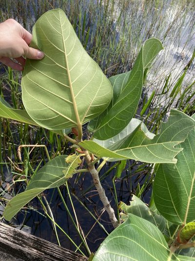 Ficus altissima, photographed by Jade Fortnash