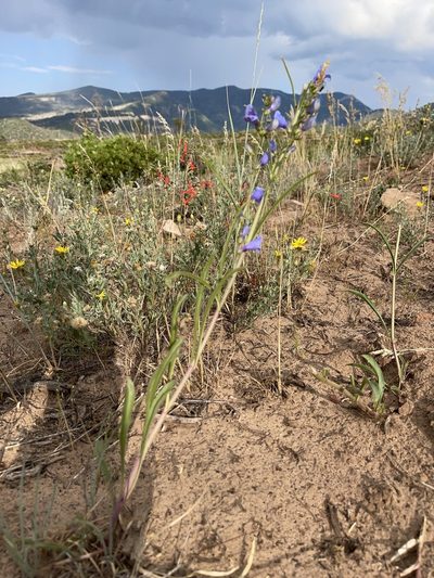 Penstemon comarrhenus, photographed by Robbie Hannawacker