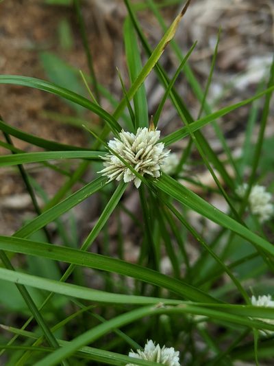 Cyperus seslerioides, photographed by José Garrido
