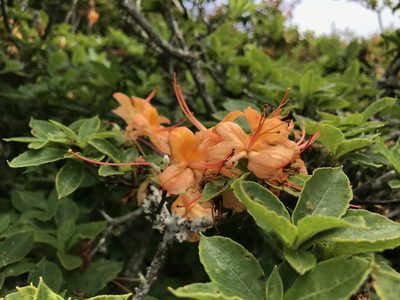 Rhododendron calendulaceum, photographed by Johanan Daniel