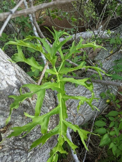 Philodendron warszewiczii, photographed by José Garrido
