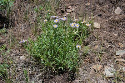 Erigeron speciosus, photographed by Mike Duran