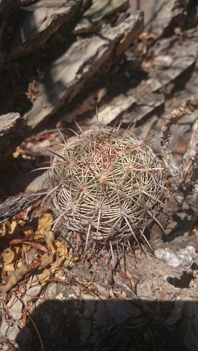 Coryphantha cornifera, photographed by Sandino Guerrero