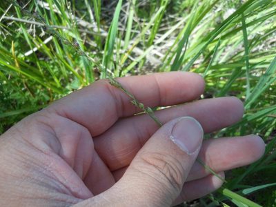 Setaria reverchonii, photographed by Sam Kieschnick