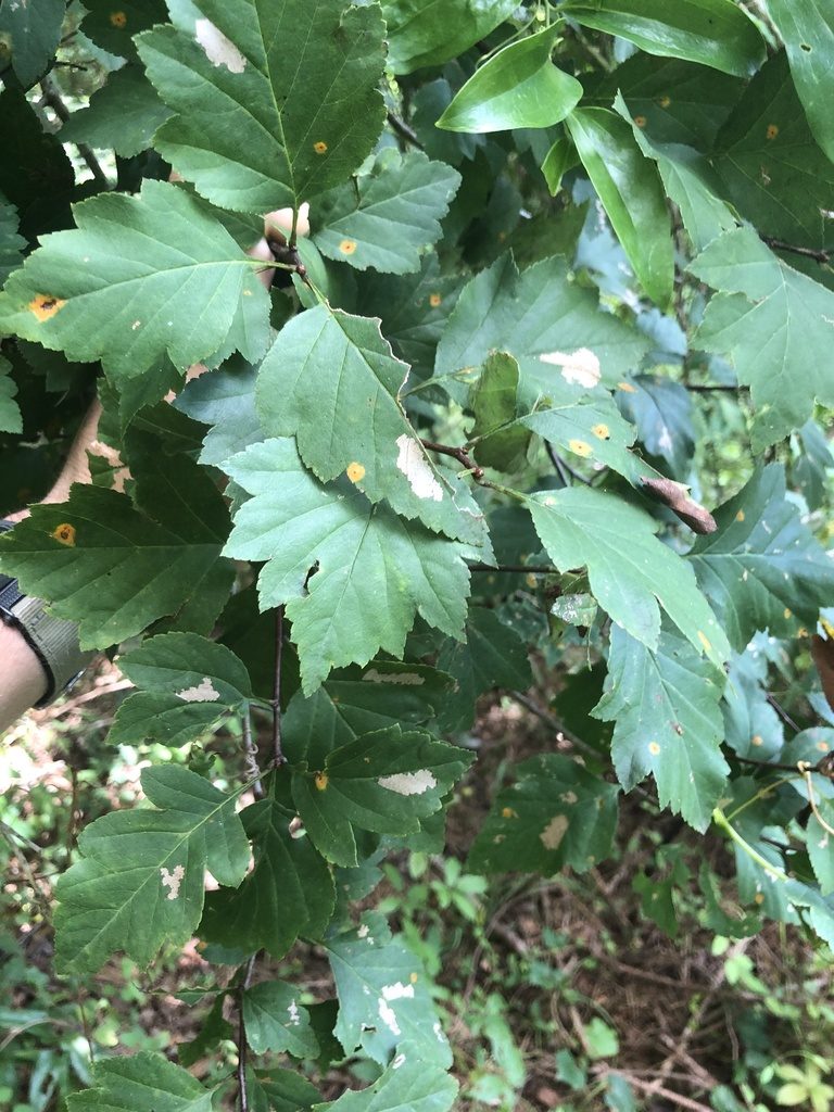 Crataegus venusta, photographed by John Kees